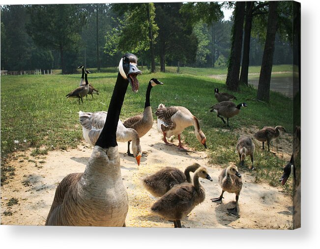 Canadian Acrylic Print featuring the photograph Protective Mad Mama Canadian Goose by Kathy Clark