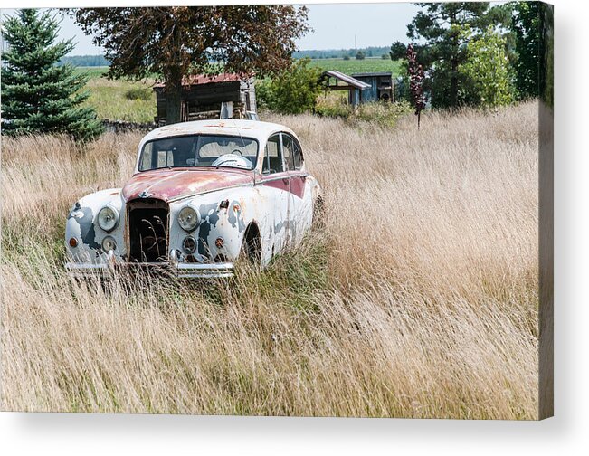 Ajnphotography Acrylic Print featuring the photograph Prowling in the long grass by Alan Norsworthy