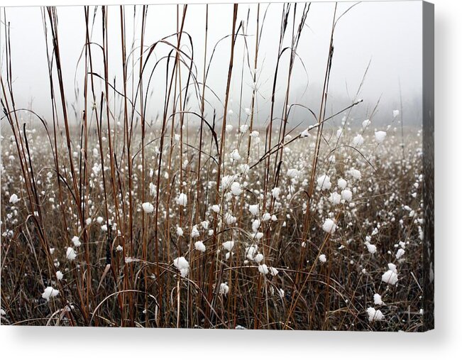 Landscape Acrylic Print featuring the photograph Puffed Wheat by Pat Purdy