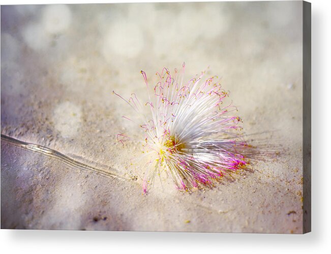 Flower Acrylic Print featuring the photograph Purity by Jenny Rainbow