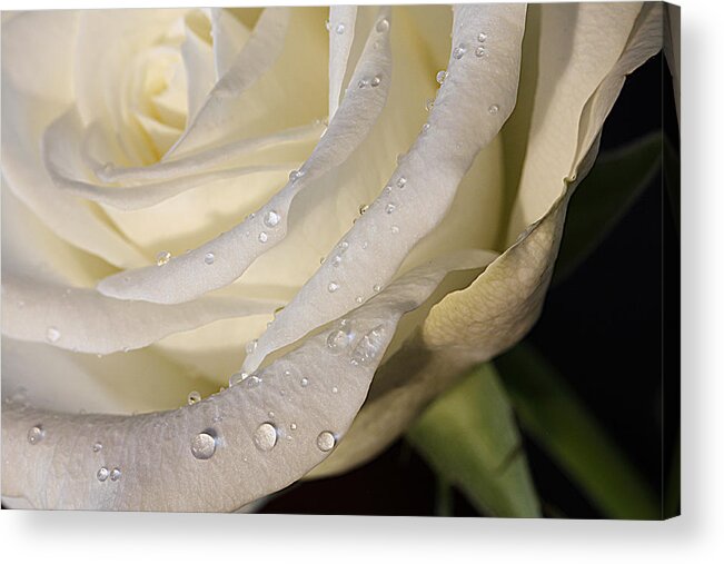 Rose Acrylic Print featuring the photograph Purity by Shirley Mitchell