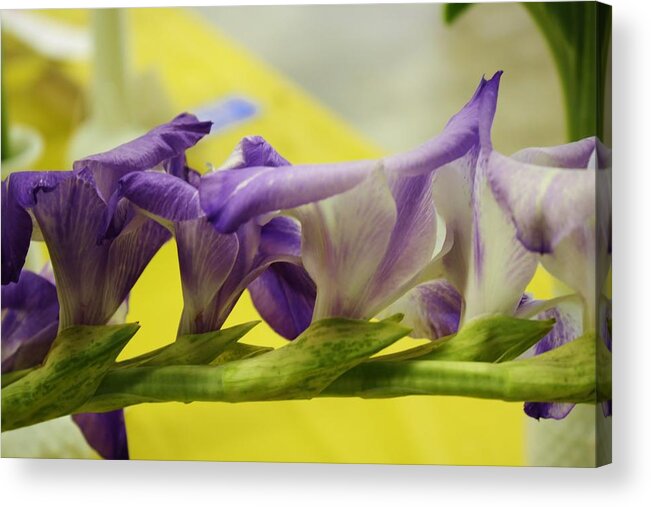 Flora Acrylic Print featuring the photograph Purple Lush Gladiola by Bruce Bley