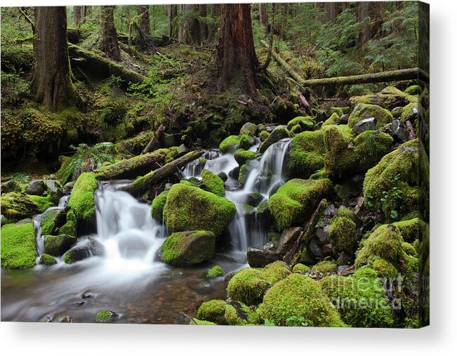 Water Photography Acrylic Print featuring the photograph Rain Forest Waterfall by Keith Kapple