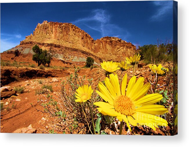 Yellow Flowers Acrylic Print featuring the photograph Rainbow Garden by Adam Jewell