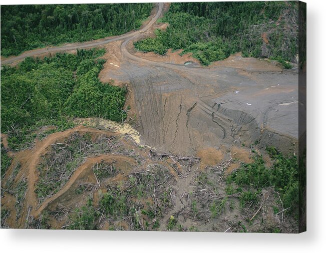 Mp Acrylic Print featuring the photograph Rainforest Logging Activities by Gerry Ellis