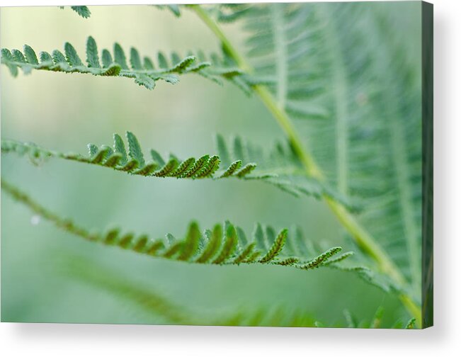 Ferns Acrylic Print featuring the photograph Reaching Ferns by Margaret Pitcher