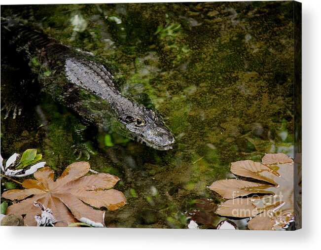 Ready For Lunch Acrylic Print featuring the photograph Ready for Lunch by Lee Dos Santos