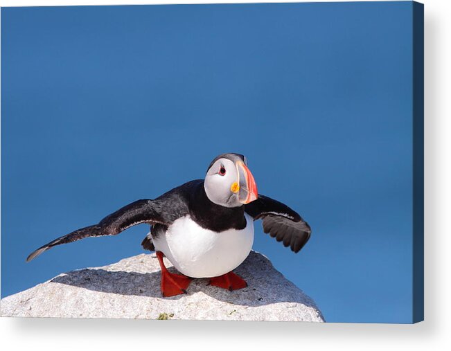 Puffin Acrylic Print featuring the photograph Ready For Takeoff by Bruce J Robinson