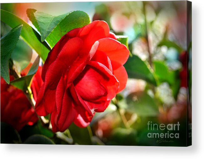 Camellia Acrylic Print featuring the photograph Red Camellia by Pat Davidson
