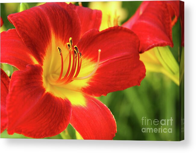 Flower Acrylic Print featuring the photograph Red Day Lily by Gayle Johnson