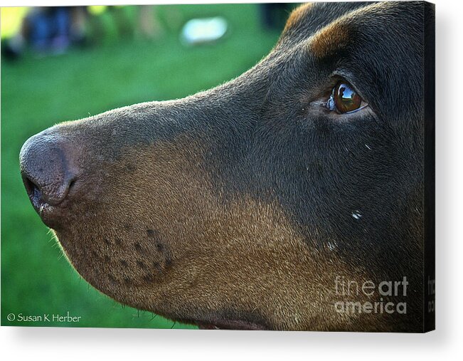 Mammal Acrylic Print featuring the photograph Red Doberman Champion by Susan Herber