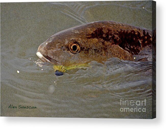 Bonefish Acrylic Print featuring the painting Red Head by Alex Suescun