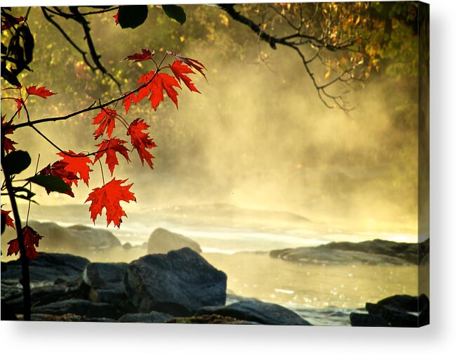 Red Acrylic Print featuring the photograph Red Maple Leafs in fog by Prince Andre Faubert