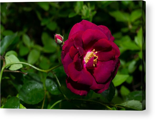 Da L 35 2.4 Acrylic Print featuring the photograph Red Rose in the Wild by Lori Coleman