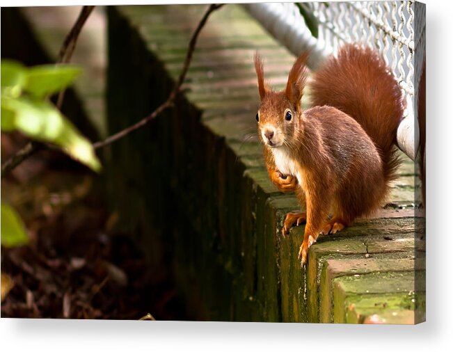 Squirrel Acrylic Print featuring the photograph Red Squirrel by Justin Albrecht