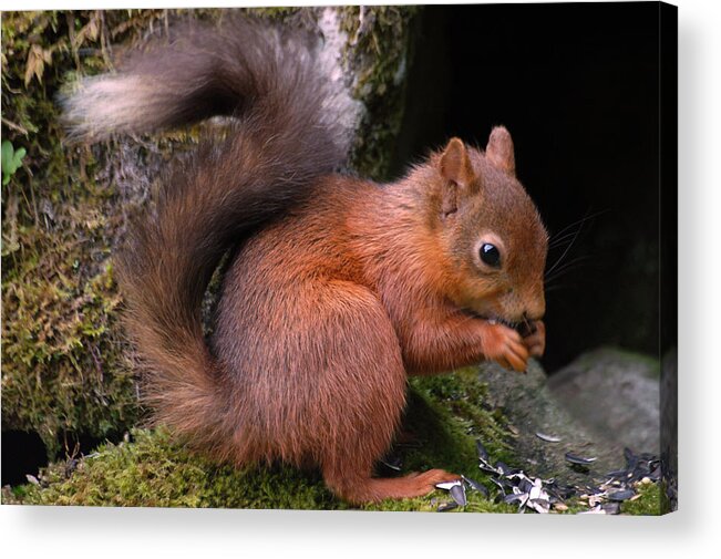 Red Squirrel Acrylic Print featuring the photograph Red Squirrel by Lynn Bolt