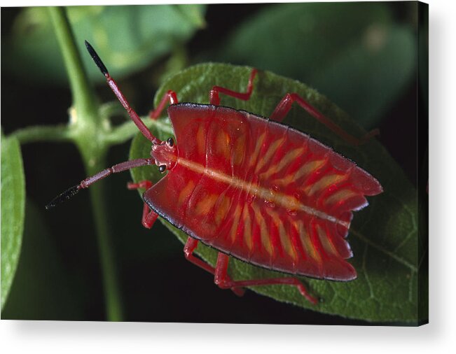 Mp Acrylic Print featuring the photograph Red Stink Bug Pycanum Rubeus, Northeast by Gerry Ellis