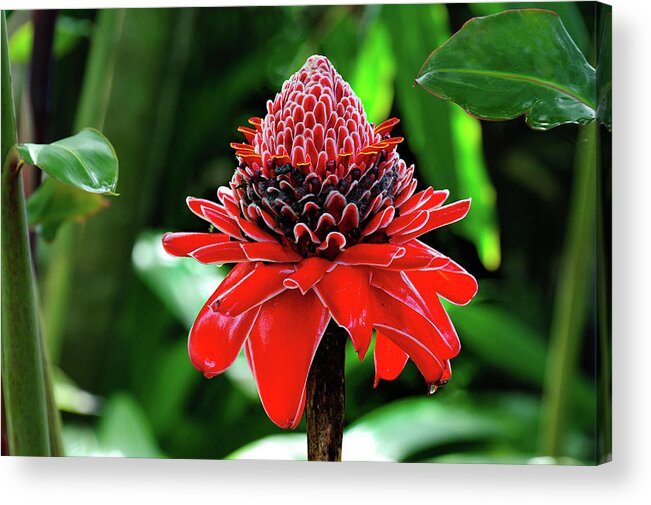 Red Torch Ginger Photographs Acrylic Print featuring the photograph Red Torch Ginger by Harry Spitz