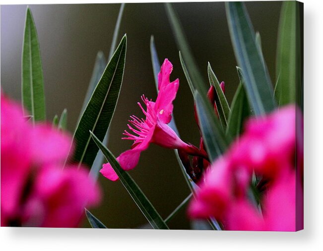 Red Flower Acrylic Print featuring the photograph Red Flower by Travis Truelove