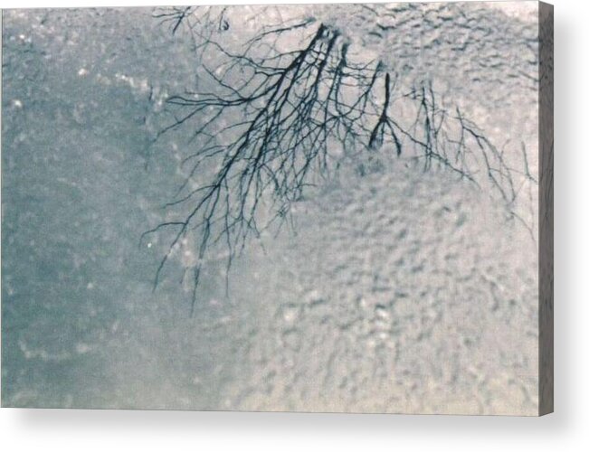 Tree Acrylic Print featuring the photograph Reflection by Samantha Lusby