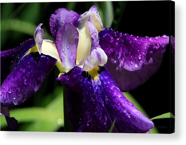 Iris Acrylic Print featuring the photograph Refreshed by Deborah Crew-Johnson