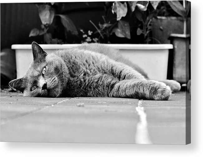 Cat Acrylic Print featuring the photograph Relax by Laura Melis