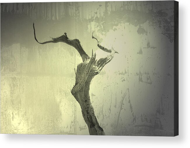 Tree Acrylic Print featuring the photograph Relocation Unnecessary by Mark Ross