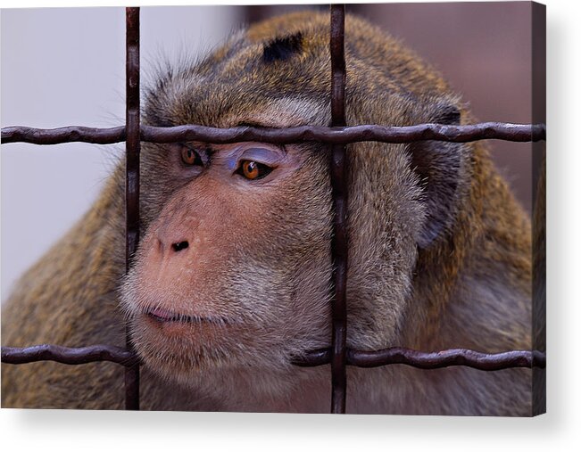 Animal Acrylic Print featuring the photograph Remembers by Zoran Buletic