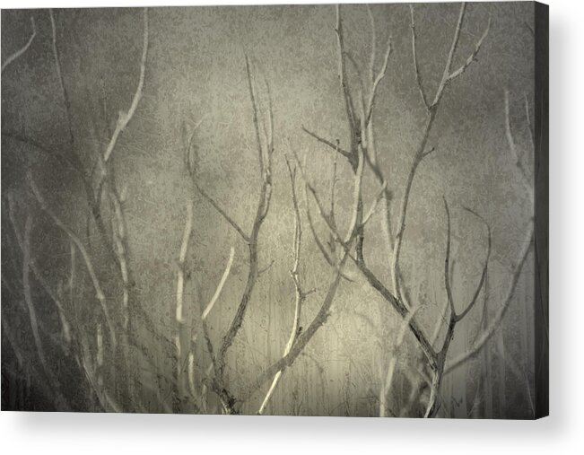 Branches Acrylic Print featuring the photograph Reticent by Mark Ross