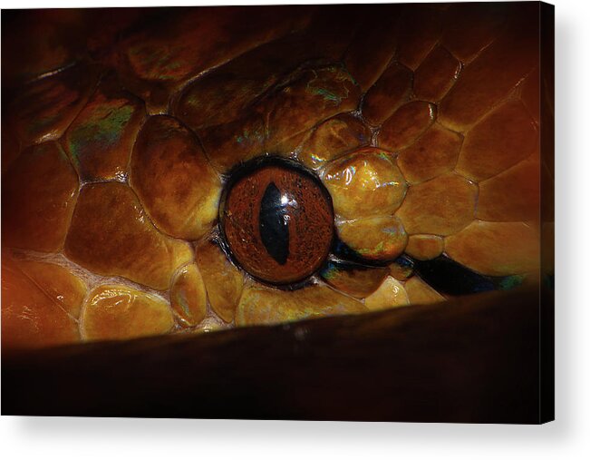 Hovind Acrylic Print featuring the photograph Reticulated Python 2 by Scott Hovind
