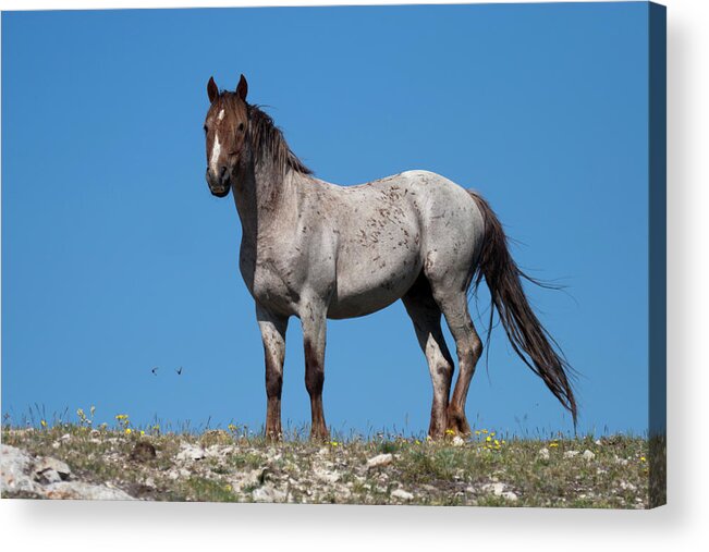 Blm Acrylic Print featuring the photograph Ridgetop Mustang by D Robert Franz