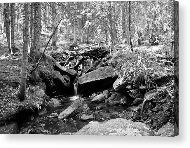 Stream Acrylic Print featuring the photograph Rocky Mountain Forest Stream Landscape BW by James BO Insogna