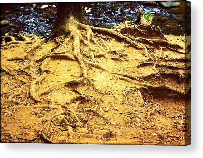 Tree Acrylic Print featuring the photograph Root of Nature by Susie Weaver