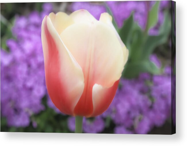 Tulip Acrylic Print featuring the photograph Rose And Cream Tulip by Barbara Dean