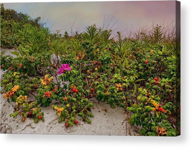 Beach Acrylic Print featuring the photograph Rose on the Beach by Robin-Lee Vieira