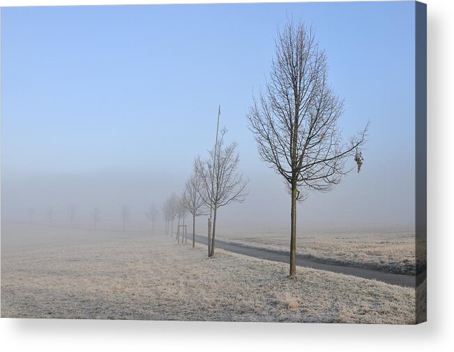 Trees Acrylic Print featuring the photograph Row of trees in the morning by Matthias Hauser