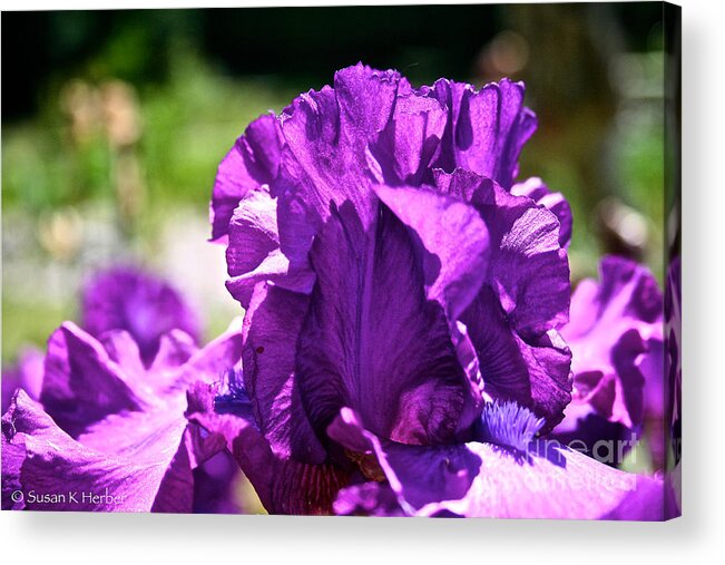 Flower Acrylic Print featuring the photograph Ruffle Top by Susan Herber