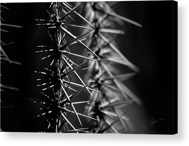 Photograph Acrylic Print featuring the photograph Saguaro Nights by Vicki Pelham