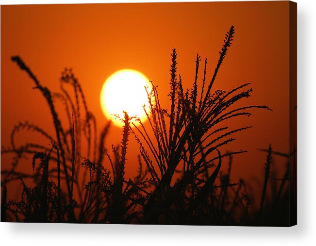 Sunset Acrylic Print featuring the photograph San Joaquin Sunset by Diane Bohna