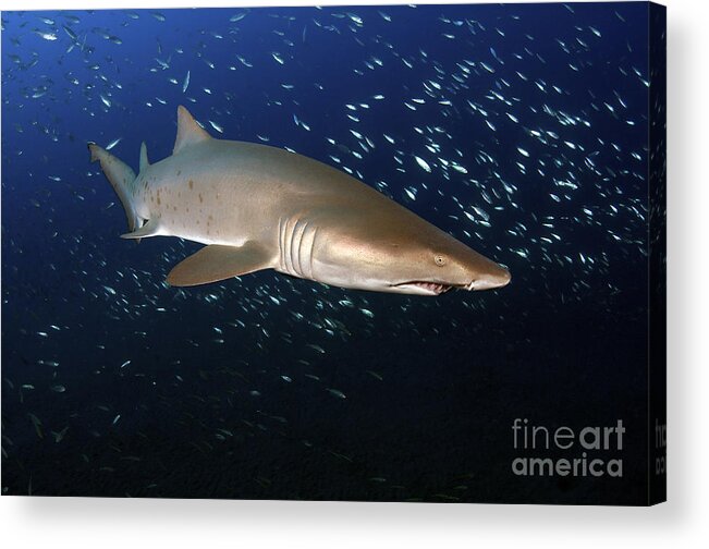 Sand Tiger Shark Acrylic Print featuring the photograph Sand Tiger Shark Off The Coast Of North by Karen Doody
