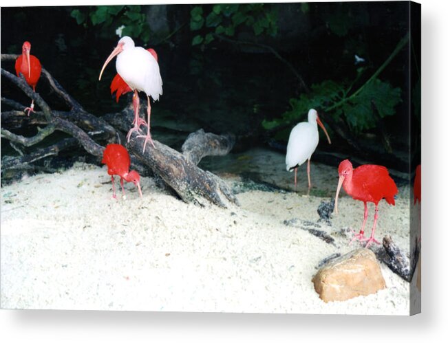 Florida Acrylic Print featuring the photograph Scarlet Ibis and Spoonbills by Maureen E Ritter