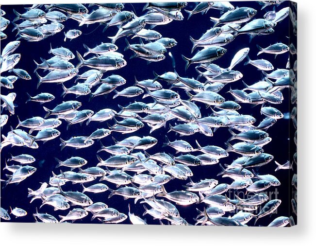 Horizontal Acrylic Print featuring the photograph School of Threadfin Shad by Tom McHugh and Photo Researchers