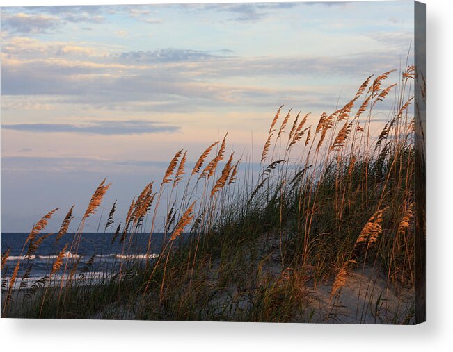 Matte Print Acrylic Print featuring the photograph Sea Oats Blowing In The Wind by Kim Galluzzo