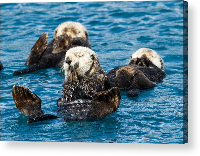 Alaska Acrylic Print featuring the photograph Sea Otter Naptime by Adam Pender