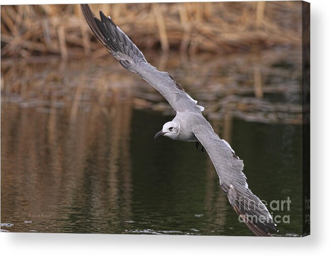 Seagull Acrylic Print featuring the photograph Seagull Seagull On The Move by Deborah Benoit