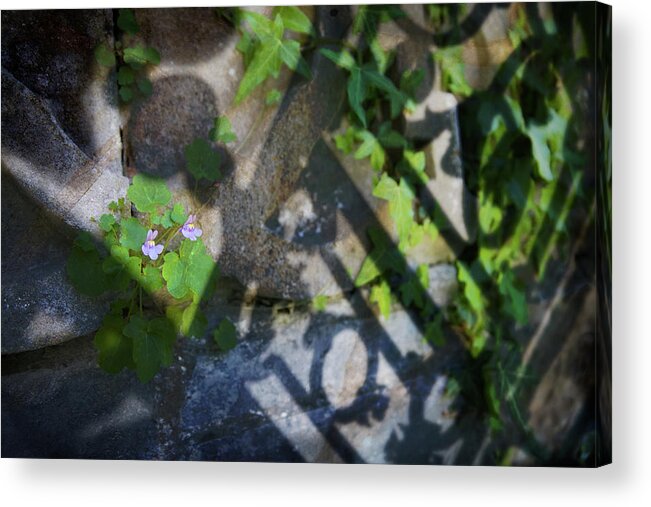 Floral Acrylic Print featuring the photograph Shadow Garden by Richard Piper