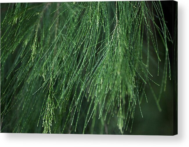 Green Acrylic Print featuring the photograph She Oak by Carole Hinding