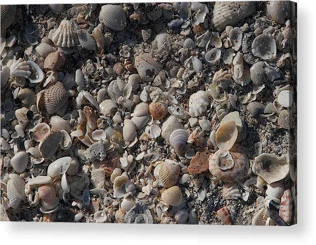 Beach Acrylic Print featuring the photograph Shells by Joseph Yarbrough