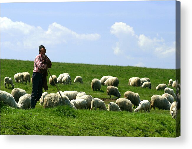 Animal Acrylic Print featuring the photograph Shepherd and flock by Emanuel Tanjala