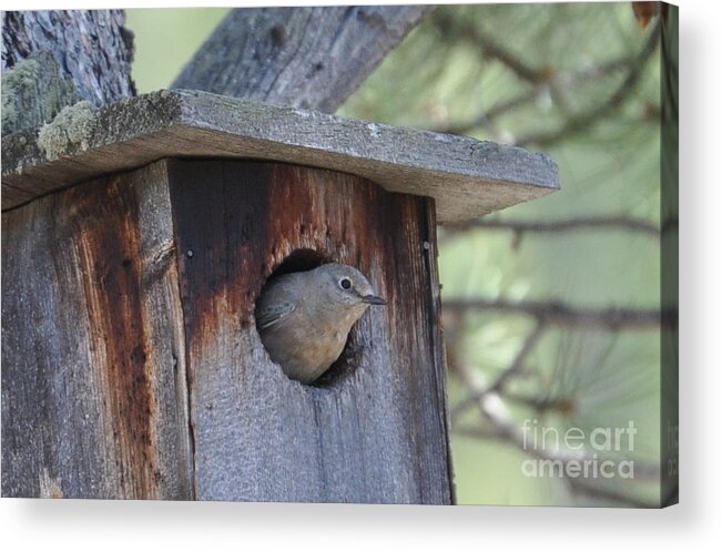 Bird Acrylic Print featuring the photograph She's Home by Dorrene BrownButterfield